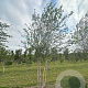 Betula nigra 600-700 cm draadkluit meerstammig