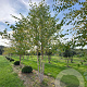 Betula nigra 600-700 cm draadkluit meerstammig