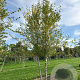 Betula nigra 600-700 cm draadkluit meerstammig