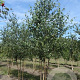 Betula pendula 400-450 cm draadkluit meerstammig