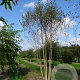 Betula pubescens 500-600 cm draadkluit meerstammig