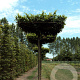 Carpinus betulus 16-18 HO draadkluit dakvorm 130x130