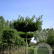 Carpinus betulus 20-25 HO draadkluit dakvorm 130x130