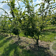 Carpinus betulus 350-400 cm draadkluit meerstammig