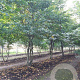 Carpinus betulus 350-400 cm draadkluit meerstammig
