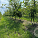 Carpinus betulus 400-450 cm draadkluit meerstammig