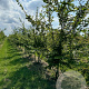 Carpinus betulus 400-450 cm draadkluit meerstammig