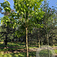 Catalpa bignonioides 14-16 HO draadkluit