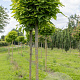 Catalpa bignonioides 'Nana' 30-35 HO draadkluit boven vered. 225 cm stam