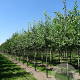 Celtis australis 10-12 HO draadkluit