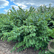 Cercis canadensis 200-250 cm draadkluit meerstammig
