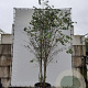 Cercidiphyllum japonicum 350-400 cm draadkluit meerstammig