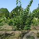 Cercis siliquastrum 200-250 cm draadkluit meerstammig