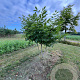 Cladrastis kentukea 200-250 cm draadkluit meerstammig