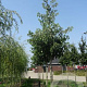 Cornus controversa 16-18 HO draadkluit