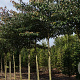 Cornus controversa 16-18 HO draadkluit