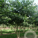 Cornus controversa 400-450 cm draadkluit meerstammig