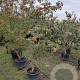 Cornus k. 'China Girl' 200-250 cm container meerstammig
