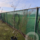 Cornus k. 'China Girl' 200-250 cm container meerstammig
