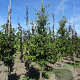 Cornus kousa chinensis 10-12 HO draadkluit
