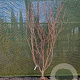 Cornus k. 'Milky Way' 200-250 cm container meerstammig
