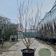 Cornus k. 'Milky Way' 200-250 cm container meerstammig