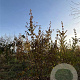Cornus mas 200-250 cm draadkluit meerstammig