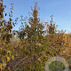 Cornus mas 200-250 cm draadkluit meerstammig