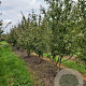 Cornus mas 250-300 cm draadkluit meerstammig