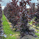 Fagus syl. 'Atropunicea' 10-12 cm draadkluit geveerd