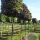 Fagus syl. 'Atropunicea' 18-20 cm draadkluit kubus 100x100x100