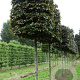 Fagus syl. 'Atropunicea' 20-25 cm draadkluit kubus 100x100x100