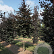 Fagus syl. 'Atropunicea' 35-40 HO draadkluit