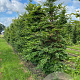 Fagus sylvatica 10-12 cm draadkluit geveerd
