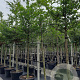 Fagus sylvatica 16-18 HO draadkluit