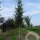 Fagus sylvatica 16-18 HO draadkluit