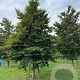 Fagus sylvatica 50-60 HO draadkluit