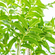 Fraxinus e. 'Westhof's Glorie' 12-14 HO draadkluit