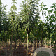 Fraxinus e. 'Westhof's Glorie' 12-14 HO draadkluit