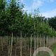 Ginkgo biloba 10-12 HO draadkluit