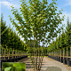 Ginkgo biloba 200-250 cm draadkluit meerstammig