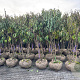 Heptacodium miconioides 200-250 cm draadkluit meerstammig