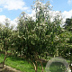 Heptacodium miconioides 200-250 cm draadkluit meerstammig