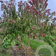 Heptacodium miconioides 200-250 cm draadkluit meerstammig