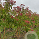 Heptacodium miconioides 200-250 cm draadkluit meerstammig