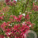 Heptacodium miconioides 200-250 cm draadkluit meerstammig