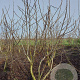 Juglans regia 200-250 cm draadkluit meerstammig