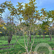 Juglans regia 300-350 cm draadkluit meerstammig