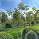 Juglans regia 300-350 cm draadkluit meerstammig