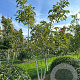 Juglans regia 300-350 cm draadkluit meerstammig